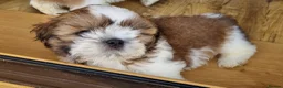 Shih Tzu dogs for sale: Shihtzu puppies - Advert 2