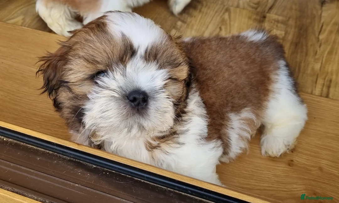 Shih Tzu dogs for sale: Shihtzu puppies - Advert 2