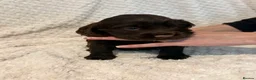 Cocker Spaniel dogs for sale: 6 beautiful Cocker spaniel puppies  - Advert 11