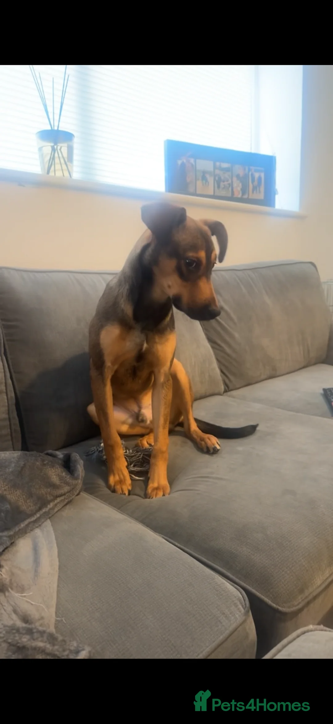 Springador dogs for sale: Freddie  - Advert 3