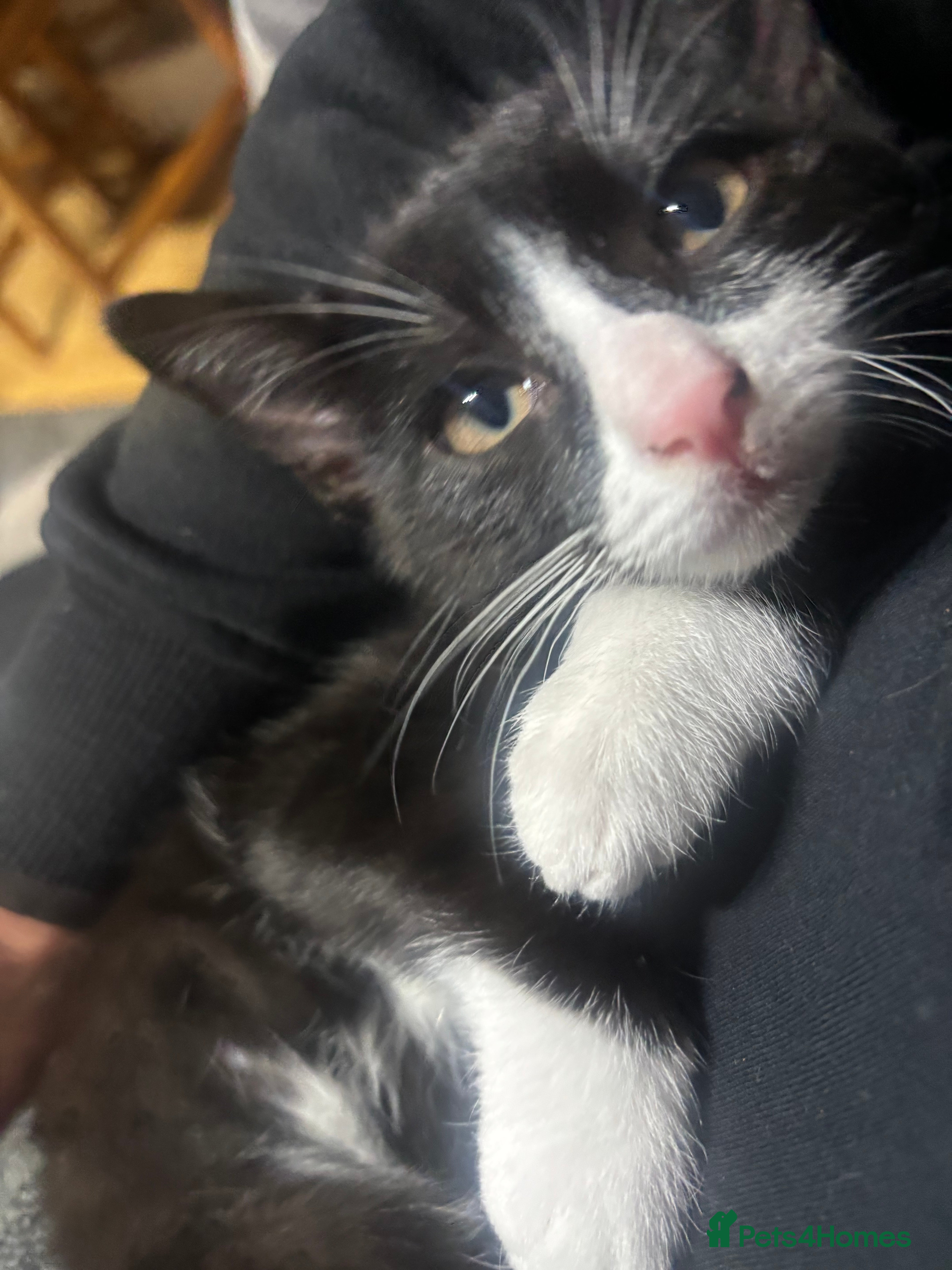 Domestic Shorthair cats for sale: Playful and cute little kitten  - Advert 2