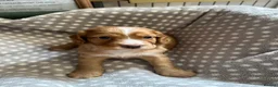 Cocker Spaniel dogs for sale: Working cocker spaniel puppies  - Advert 22