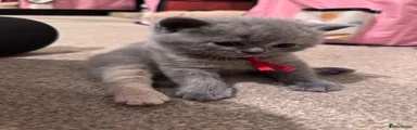 British Shorthair Kitten 3
