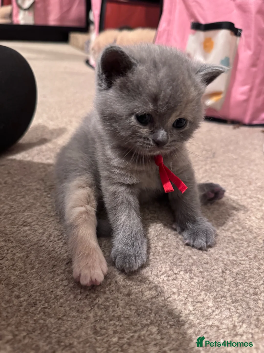 British Shorthair cats for sale: Fluffy British Shorthair Babies Looking for Homes - Advert 2
