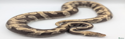 Python Snake reptiles for sale: Range of Royal Pythons - Advert 2