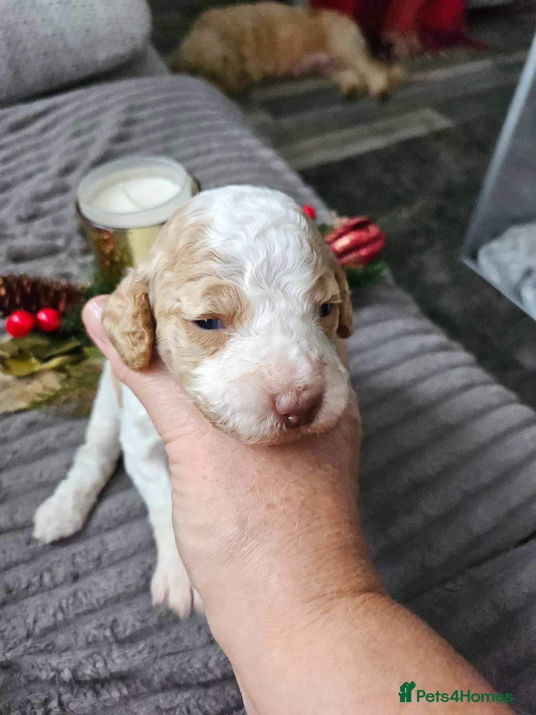 Cockapoo dogs for sale: F2 cockerpoo puppies  - Image 4