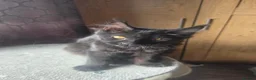 Maine Coon cats for sale: Maine Coon kitten  - Advert 6