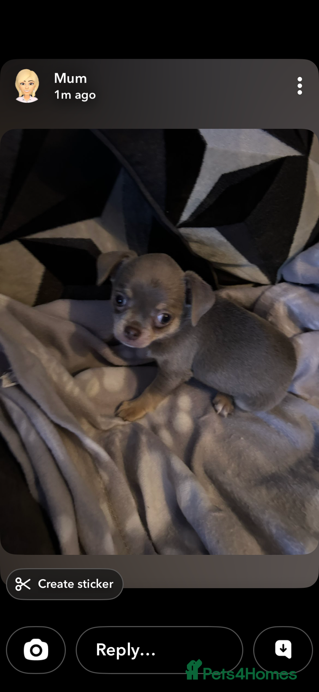 Chihuahua dogs for sale: 2 girls, 1 boys - Advert 4