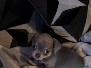 Chihuahua dogs 1 girl,1boy 🩷🩵 - Advert 15