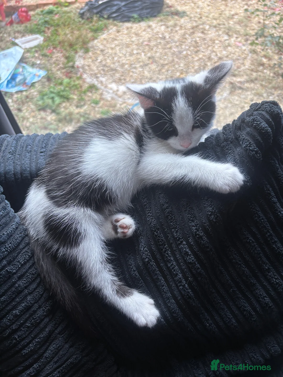 Mixed Breed cats for sale: Kittens  - Advert 2