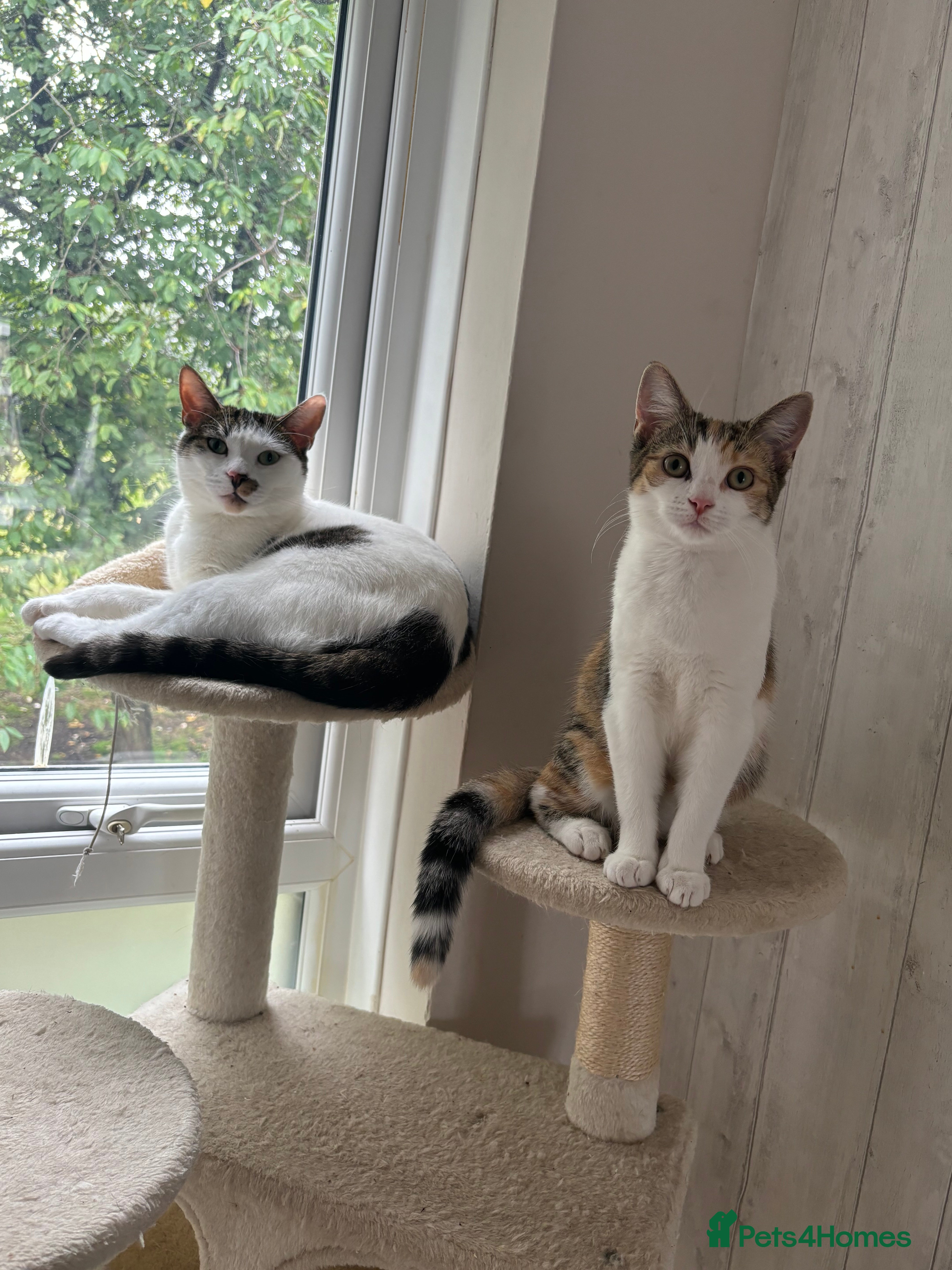 Mixed Breed cats Maple and Ralphie💗 - Advert 7