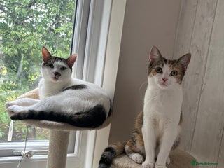 Mixed Breed cats Maple and Ralphie💗 - Advert 7