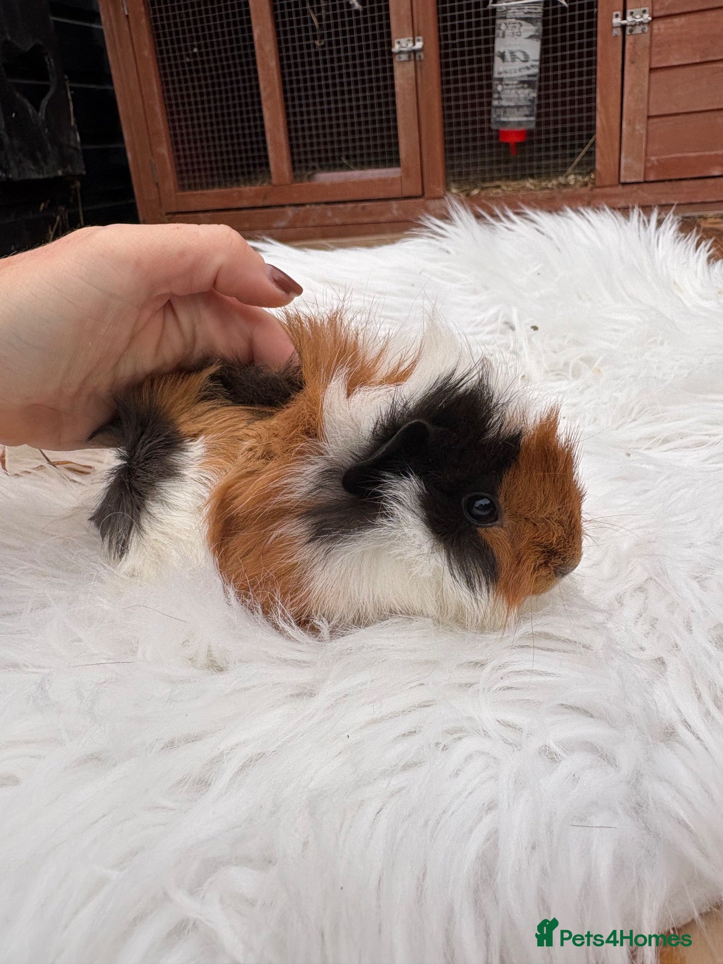 Guinea Pig rodents Baby guinea pigs, girls - Advert 5