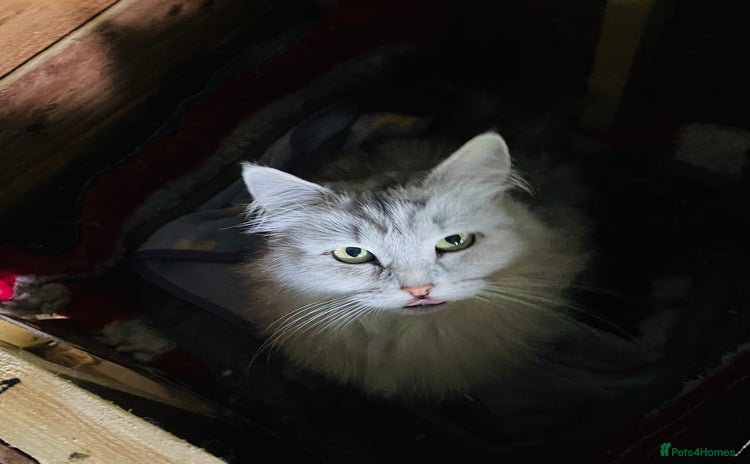 Siberian cats - Advert 1