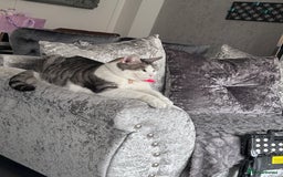 Domestic Shorthair cats for sale: 6 year old female - Image 2