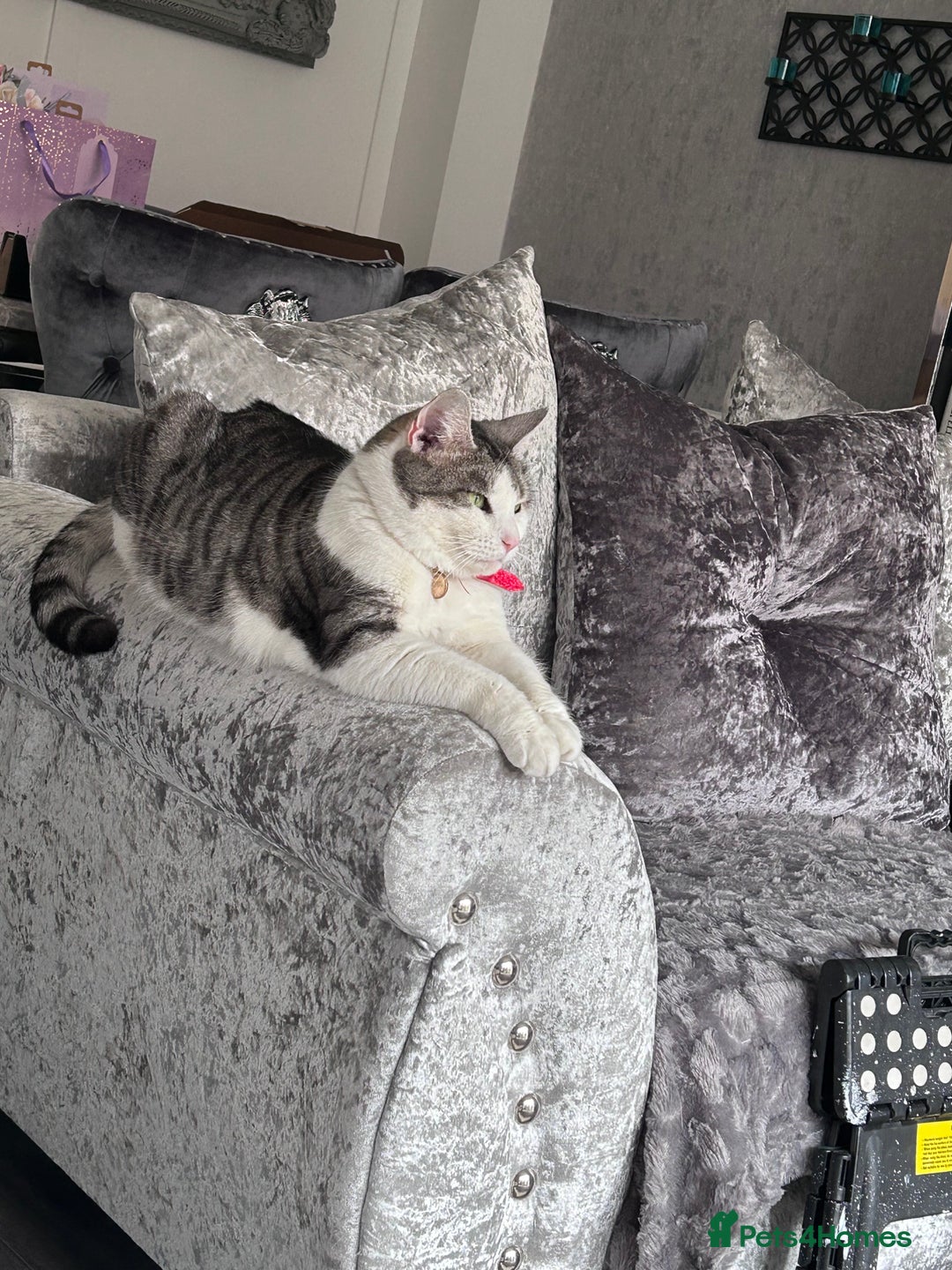 Domestic Shorthair cats for sale: 6 year old female - Image 2