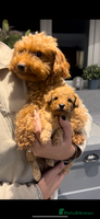Toy Poodle dogs ** toy poodles - Advert 10