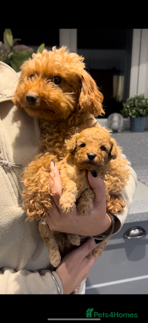 Toy Poodle dogs ** toy poodles - Advert 8