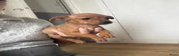Jack Russell dogs for sale: 3 female gorgeous Jack Russel pups - Advert 8