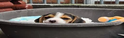 Beagle dogs for sale: Stunning Litter of KC Registered Beagle Pups  in Thirsk - Advert 5