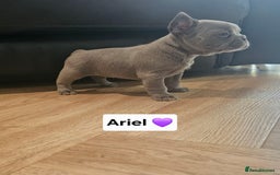 French Bulldog dogs for sale: French bulldog pups - Image 9