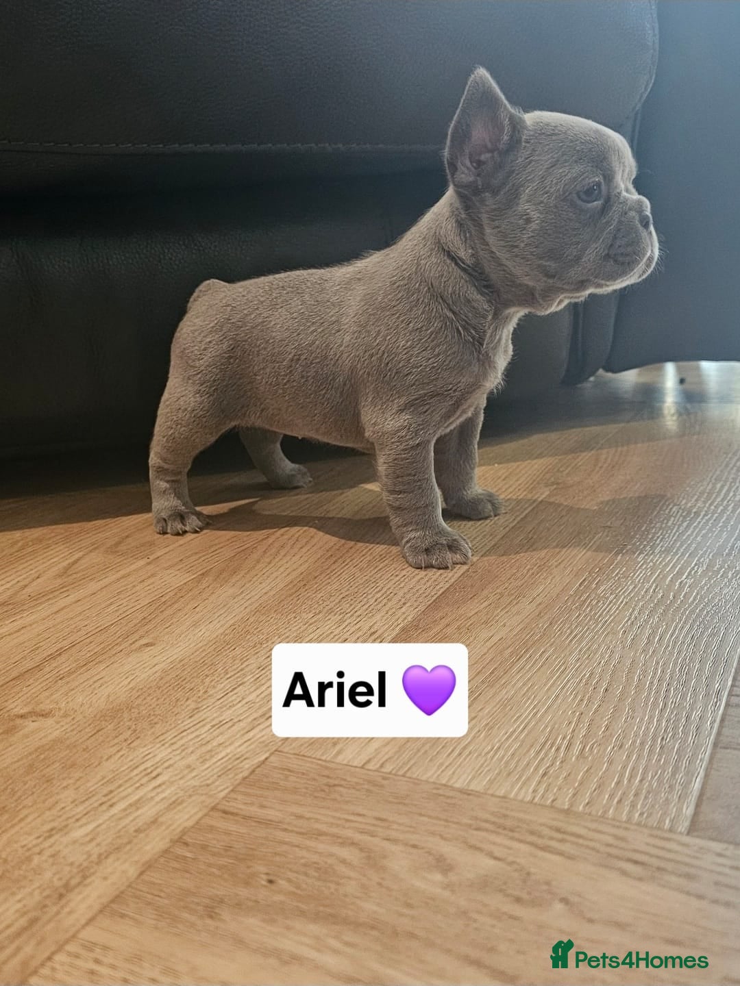 French Bulldog dogs for sale: French bulldog pups - Image 9