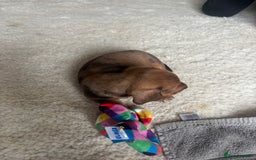 Miniature Dachshund dogs for sale: Miniature smoothed haired dachshund  - Image 3