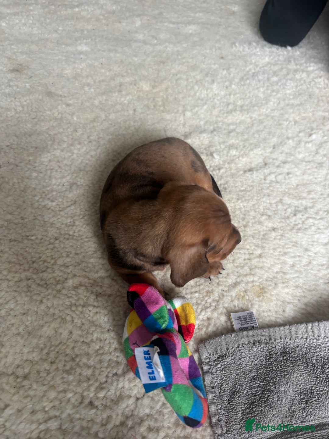 Miniature Dachshund dogs for sale: Miniature smoothed haired dachshund  - Image 3