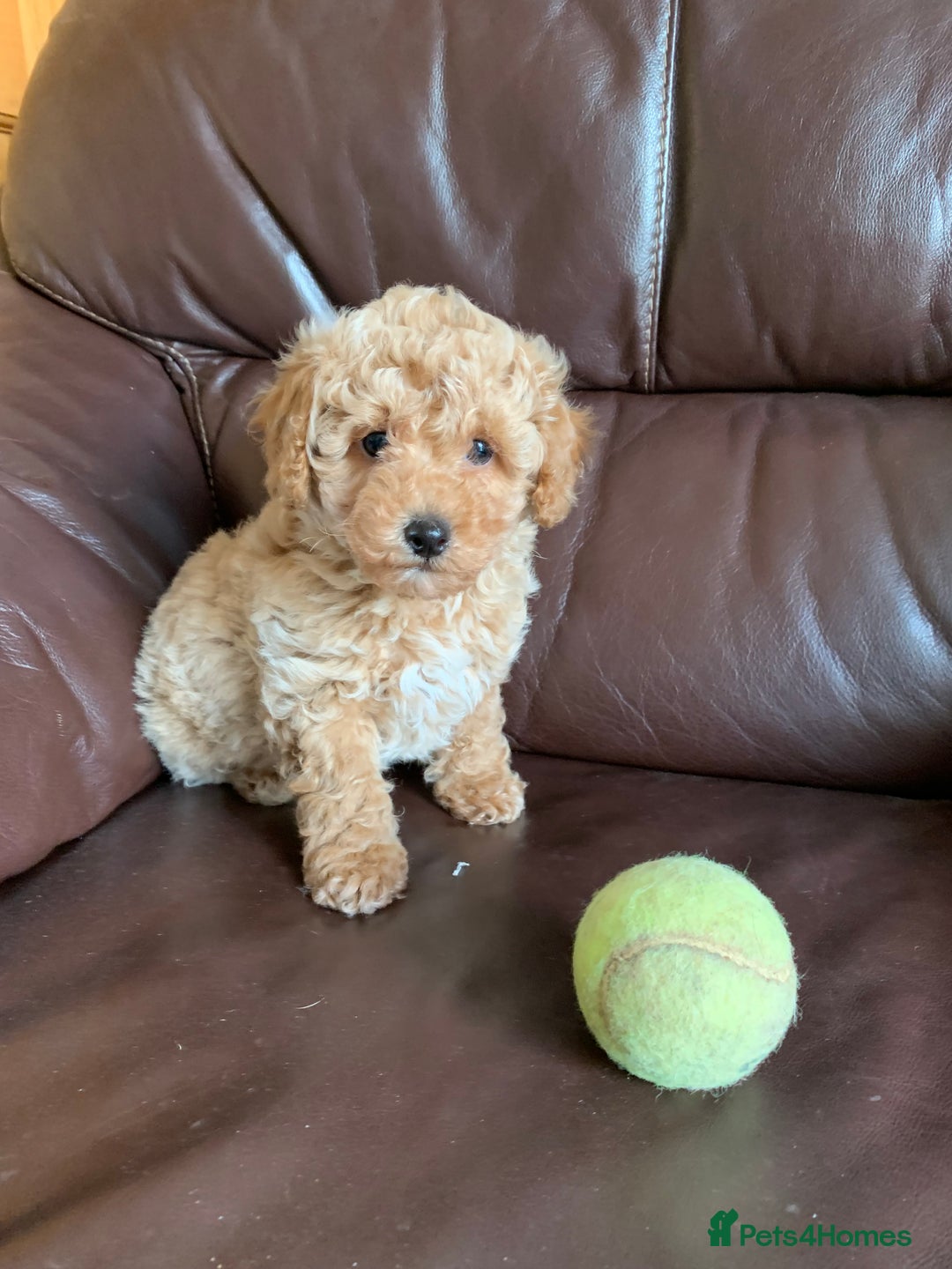 Poochon dogs for sale: Outstanding Poochon puppies - Advert 1