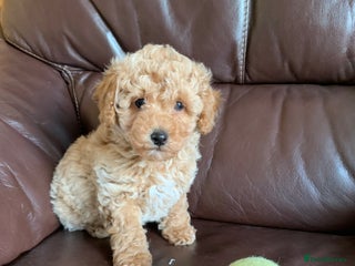 Poochon dogs Outstanding Poochon puppies - Advert 5