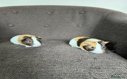 Guinea Pig rodents for sale: Baby BOY Guinea Pigs - Image 5