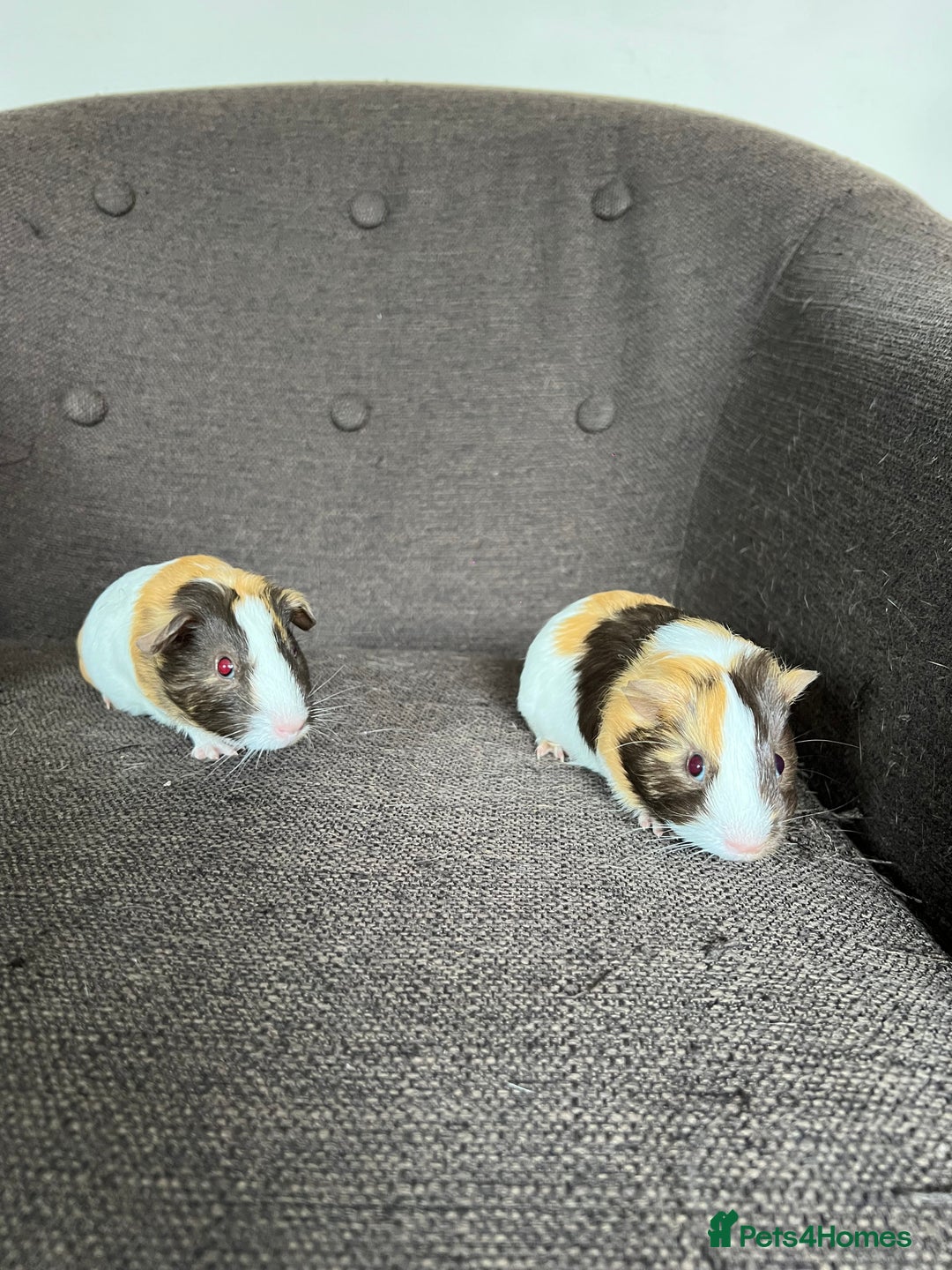 Guinea Pig rodents for sale: Baby BOY Guinea Pigs - Image 5