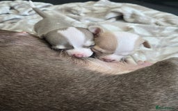 Chihuahua dogs for sale: Gorgeous Chihuahua Puppies Looking 4 Forever Homes - Image 10