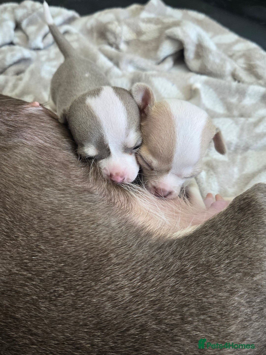 Chihuahua dogs for sale: Gorgeous Chihuahua Puppies Looking 4 Forever Homes - Image 10