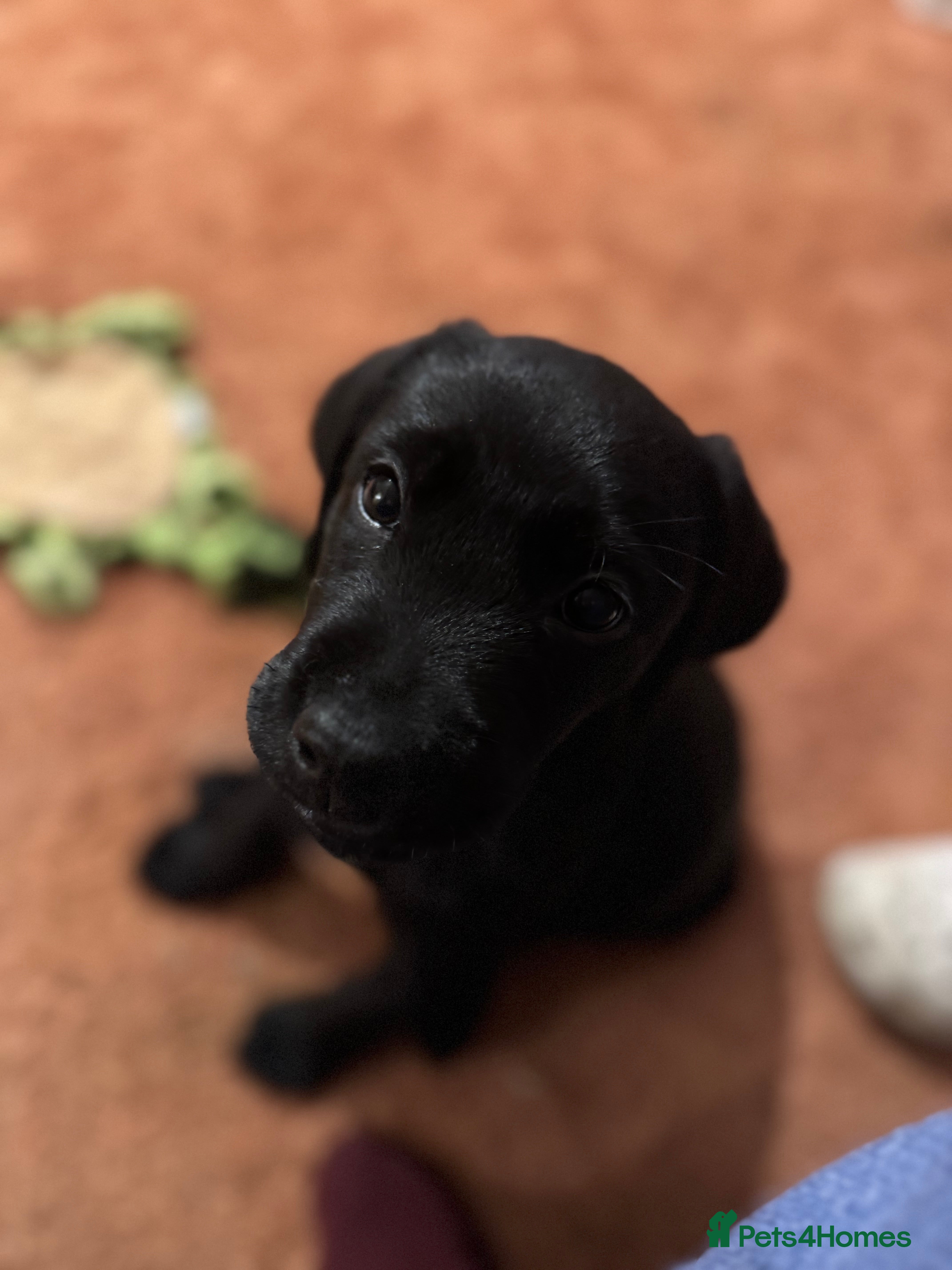 Labrador Retriever dogs 1 Stunning Female ~ Black Labrador Puppy - Advert 1