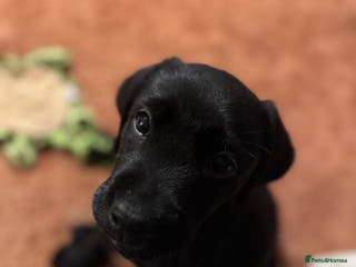 Labrador Retriever dogs 1 Stunning Female ~ Black Labrador Puppy - Advert 1