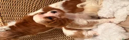 Cavalier King Charles Spaniel dogs for sale: DNA Clear KC Registered Cavalier Kcs Pups - Advert 19