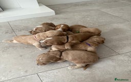 Cockapoo dogs for sale: 8 beautiful F1 cockapoo puppies - Image 17