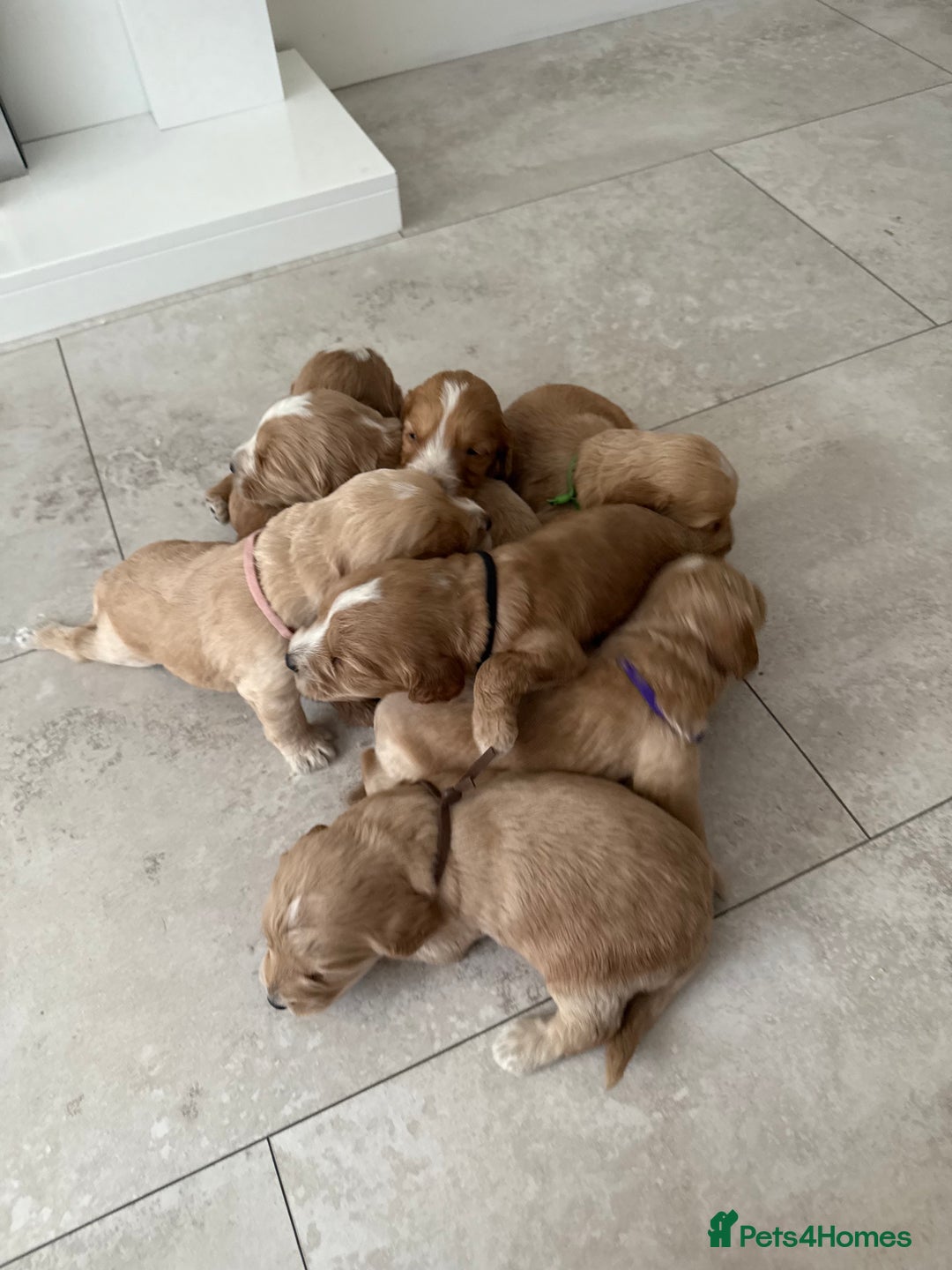 Cockapoo dogs for sale: 8 beautiful F1 cockapoo puppies - Image 17