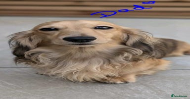 Miniature Dachshund dogs - Advert 7