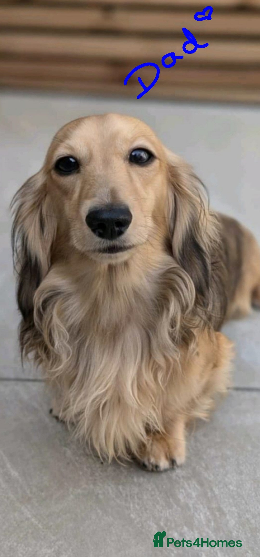 Miniature Dachshund dogs for sale: Champion line creams  - Image 3
