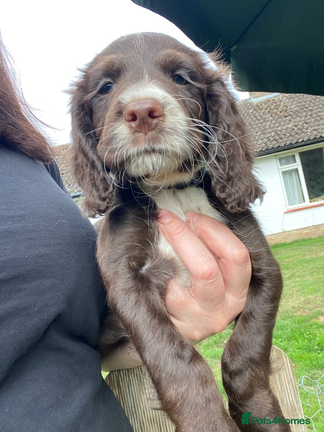 Sprocker dogs for sale: Beautiful F1 Sprocker Spaniel Puppies. in King's Lynn - Image 7