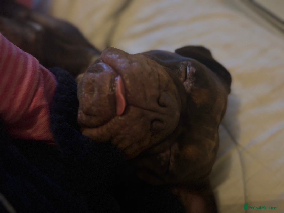 Olde English Bulldogge dogs for sale: Loving oldEngland Bulldog Lookingfor a 4eva Home  - Advert 6