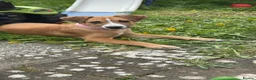 Mixed Breed dogs for sale: Honey 16 weeks old  - Advert 2