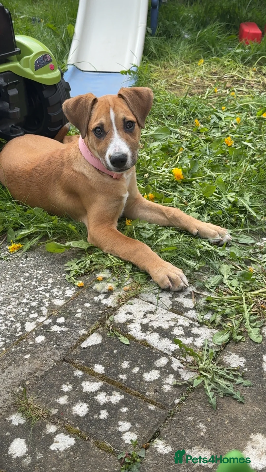 Mixed Breed dogs for sale: Honey 16 weeks old  - Advert 2