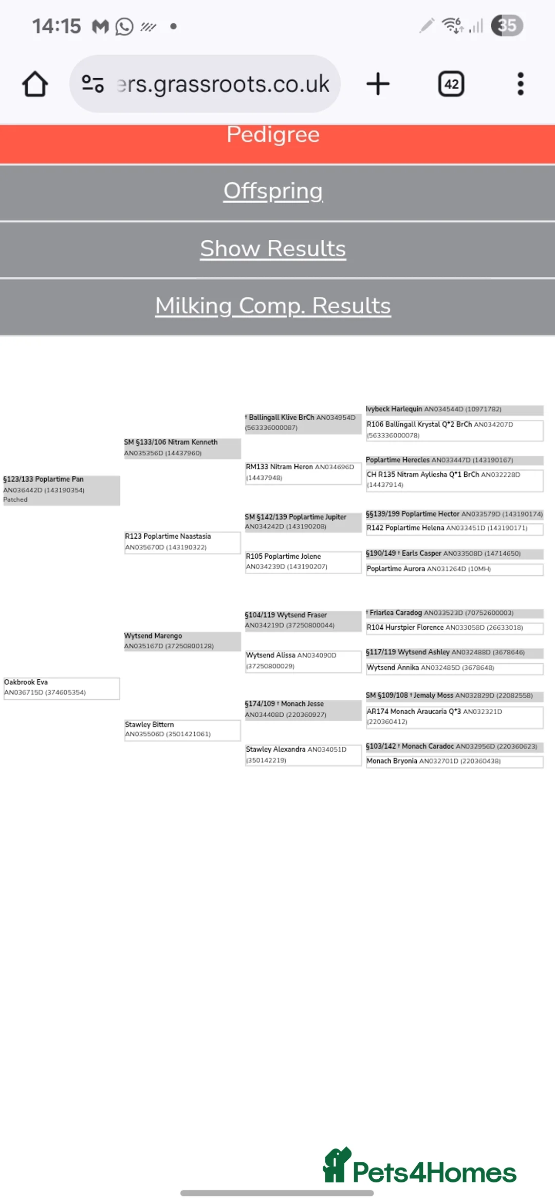 Goats livestock for sale: 2 anlgo nubian billies - Advert 5