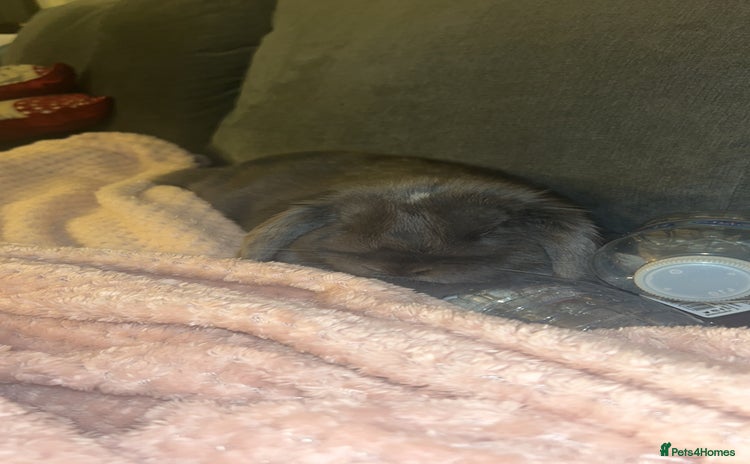 Dwarf Lop rabbits - Advert 1