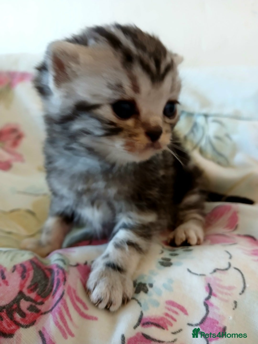 British Shorthair cats for sale: Bsh. Silver Tabby Classic .GCCF . - Advert 6