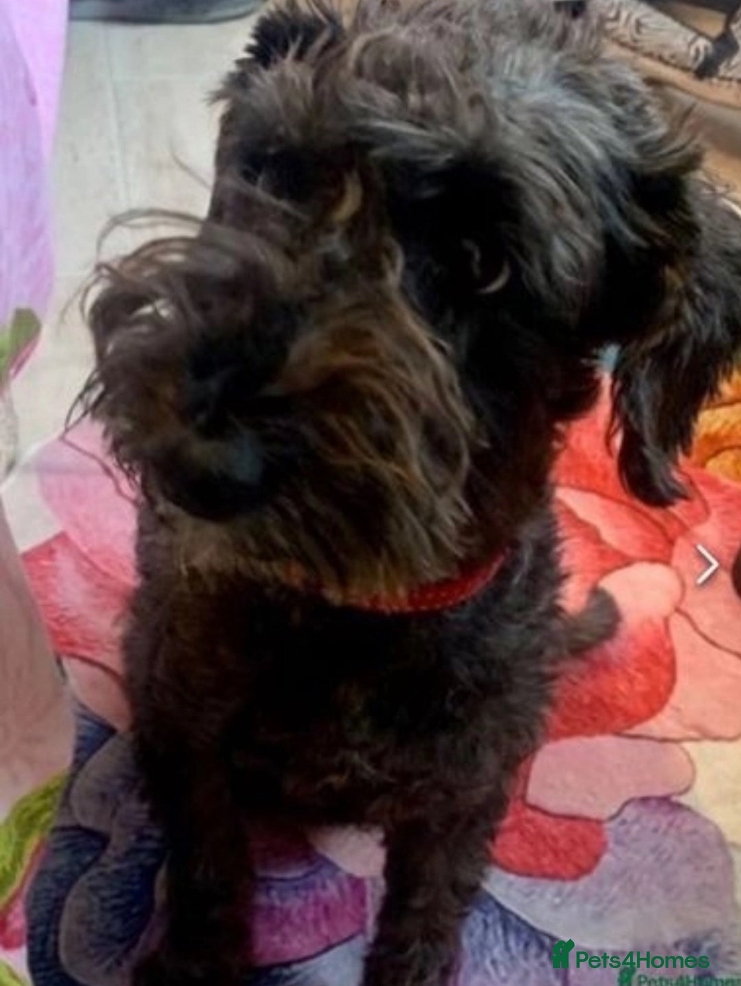 Mixed Breed dogs for sale: 🐾🐶Schnauzer/ Schnoodles 🐶🐾 - Image 13