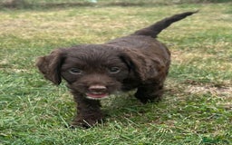 Cockapoo dogs for sale: Stunning F1b petite Cockerpoos.  - Image 2